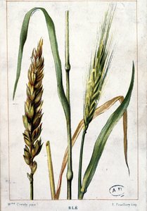 Wheat